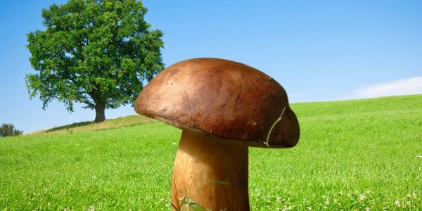 C'est quoi un Bolets bais et comment en trouver à coup sûr ?