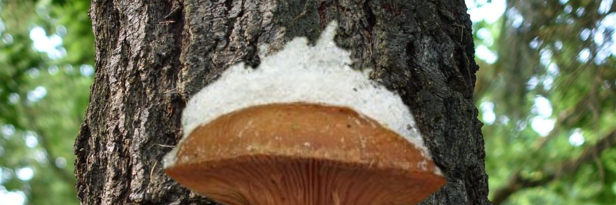 Aucun champignon en hiver ? Que nenni ! Notre secret pour trouver ces trésors cachés de décembre à mars