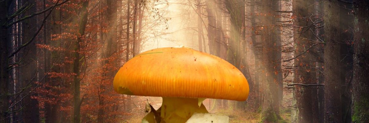 Champignons : Nos trucs pour trouver facilement des Amanites des Césars