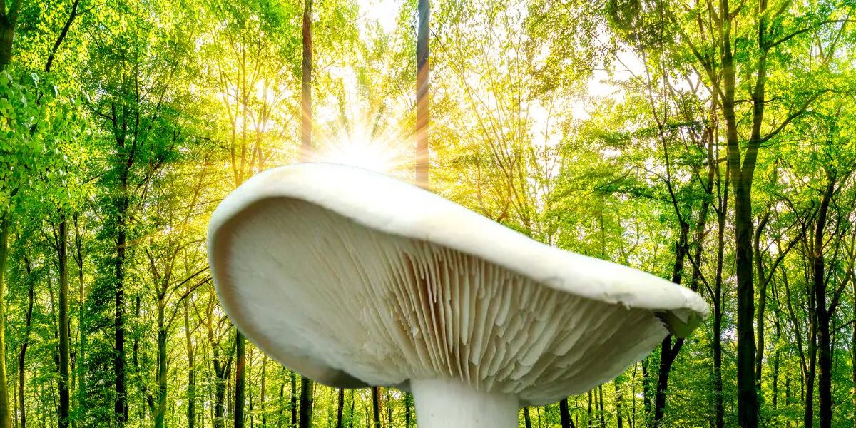 Champignons : Comment trouver des mousserons à coup sûr