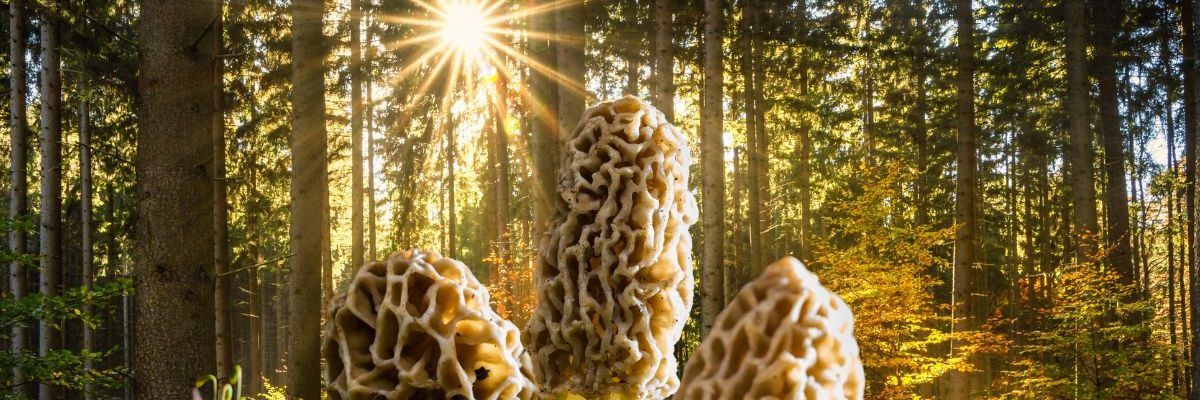 Comment maximiser ses chances de trouver des morilles ?