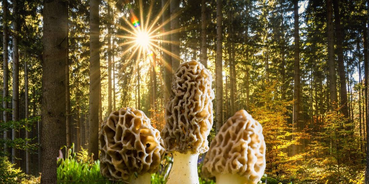 Comment maximiser ses chances de trouver des morilles ?