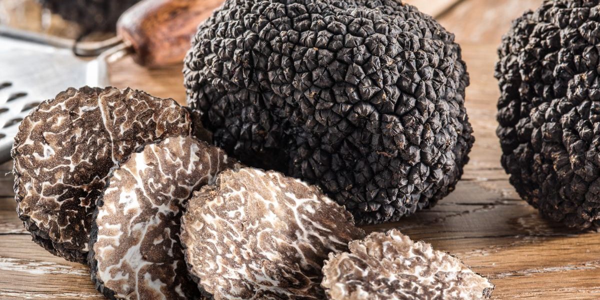 Où et comment dénicher des truffes noires en France quasiment à coup sûr ?