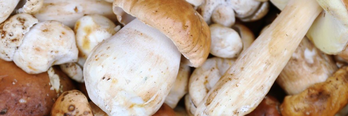 Comment trouver des Cèpes de Bordeaux ?
