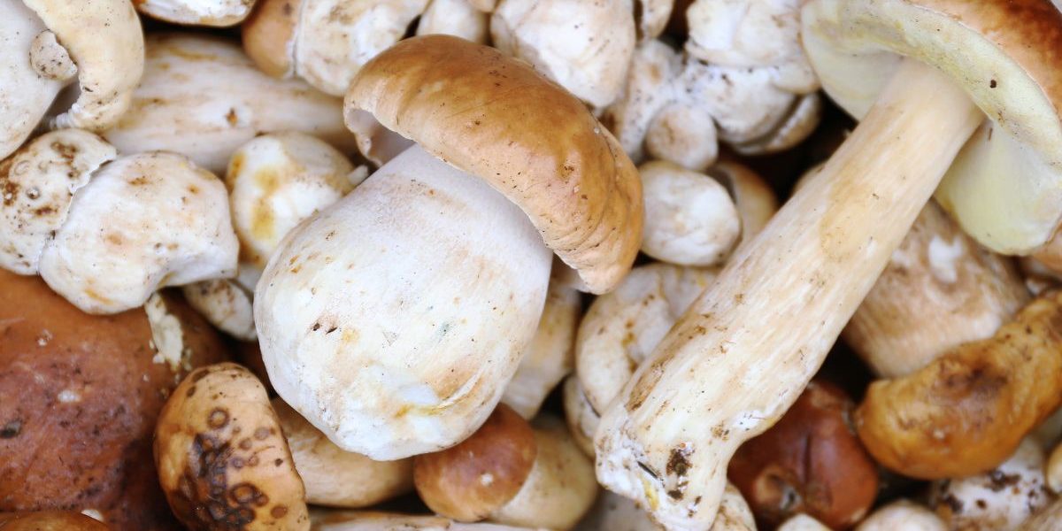 Comment trouver des Cèpes de Bordeaux ?