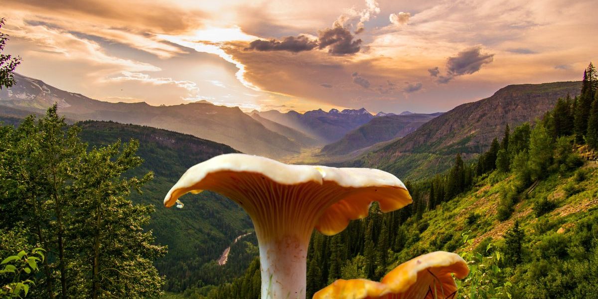 Comment trouver des Girolles à tous les coups ? Suivez le guide
