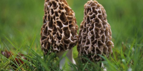 Quels sont les champignons comestibles en Bretagne ?