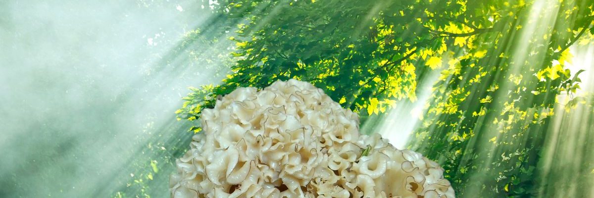 C'est quoi un Clavaire crépue et pourquoi fait-il le bonheur des cuisiniers. Comment en trouver ?