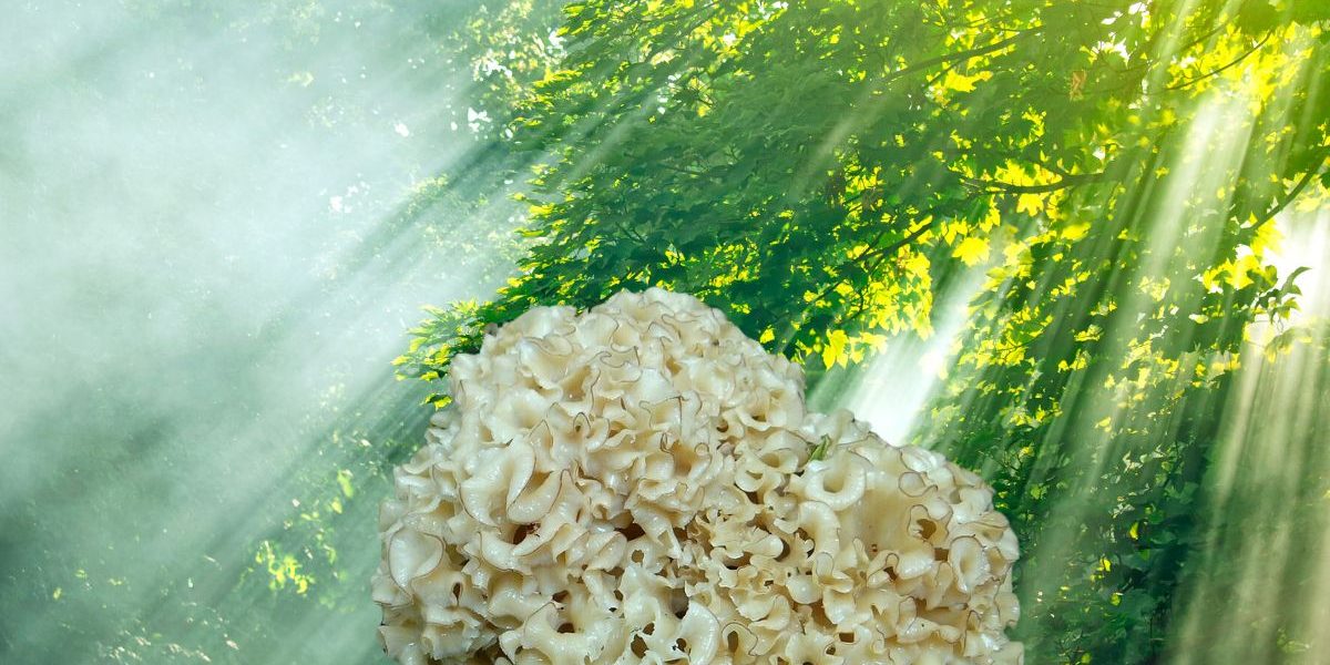 C'est quoi un Clavaire crépue et pourquoi fait-il le bonheur des cuisiniers. Comment en trouver ?