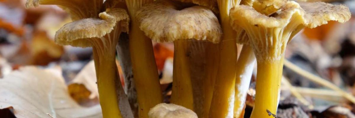 Champignons : La méthode infaillible pour trouver des chanterelles en tube