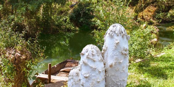 Quels sont les champignons comestibles en Poitou-Charentes ?