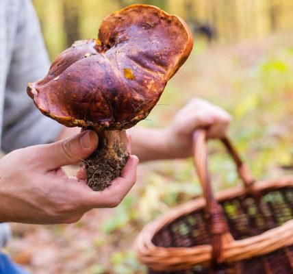La distinction entre les champignons comestibles et toxiques est parfois difficile, et une erreur peut avoir des conséquences graves.