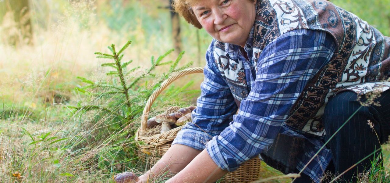 Quels sont les meilleurs départements pour la cueillette de champignons en forêt ?