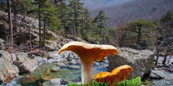 Quels sont les champignons comestibles en Corse ?