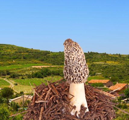 Quels sont les champignons comestibles en Languedoc-Roussillon ?