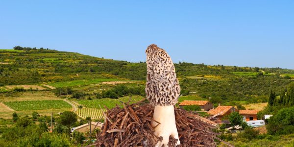 Quels sont les champignons comestibles en Languedoc-Roussillon ?
