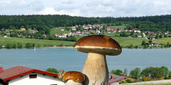 Quels sont les champignons comestibles en Franche-Comté ?