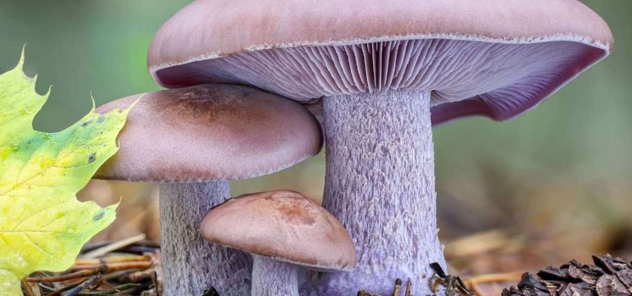 Quels sont les champignons comestibles en Auvergne ?