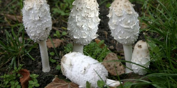 Quels sont les champignons comestibles en Bourgogne ?