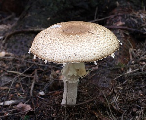 agaric