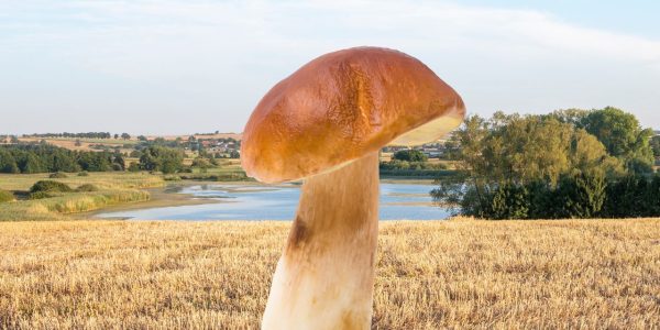 Quels sont les champignons comestibles en Lorraine ?