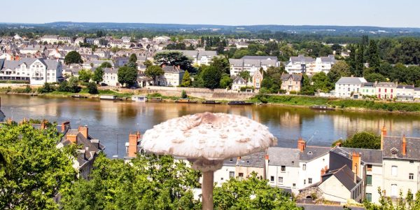 Quels sont les champignons comestibles en Pays de la Loire ?