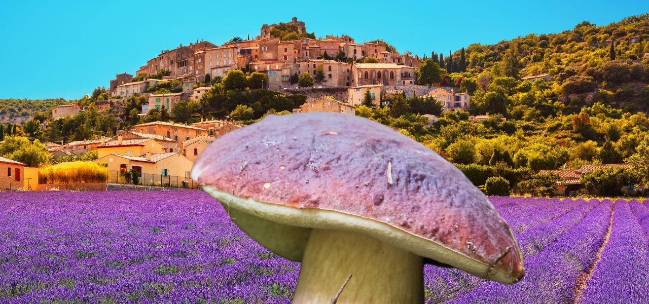 Quels sont les champignons comestibles en Provence-Alpes-Côte d'Azur ?