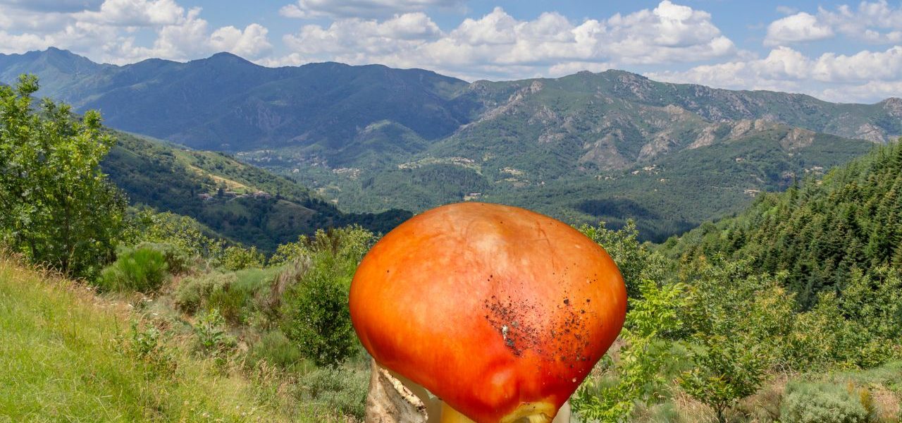 Quels sont les champignons comestibles en Rhône-Alpes ?