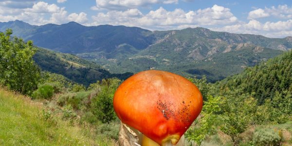 Quels sont les champignons comestibles en Rhône-Alpes ?