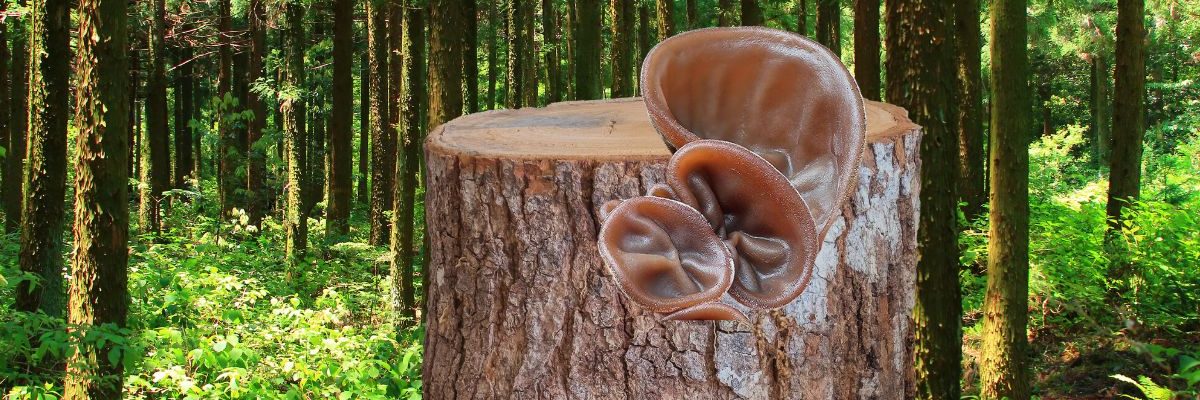 Il est bizarre et pourtant ce champignon Oreille-de-Judas est un régal !