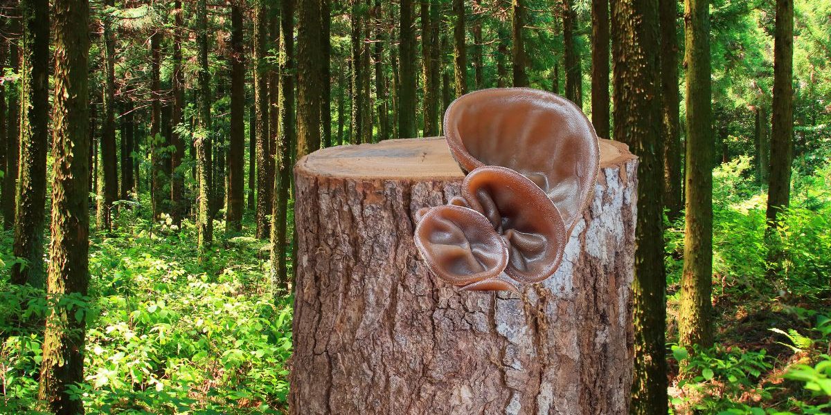 Il est bizarre et pourtant ce champignon Oreille-de-Judas est un régal !