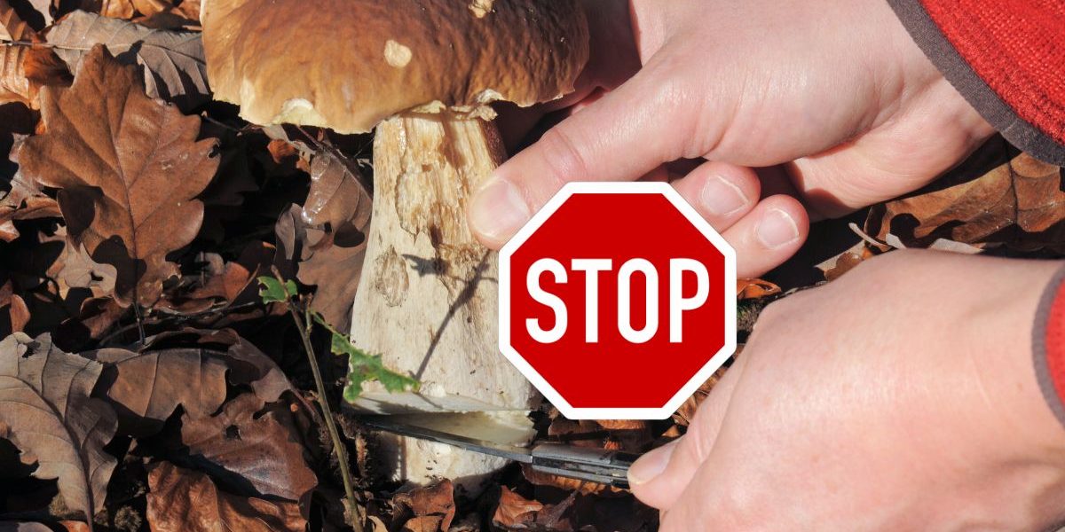 Découvrez les lois et réglementations forestières en vigueur pour la cueillette des champignons