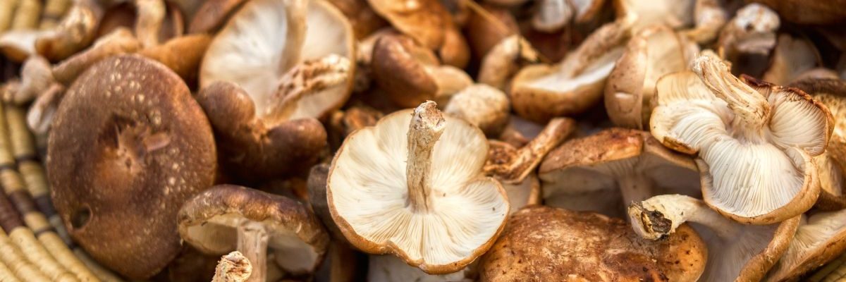 Découvrez comment conserver les champignons pour en profiter toute l'année