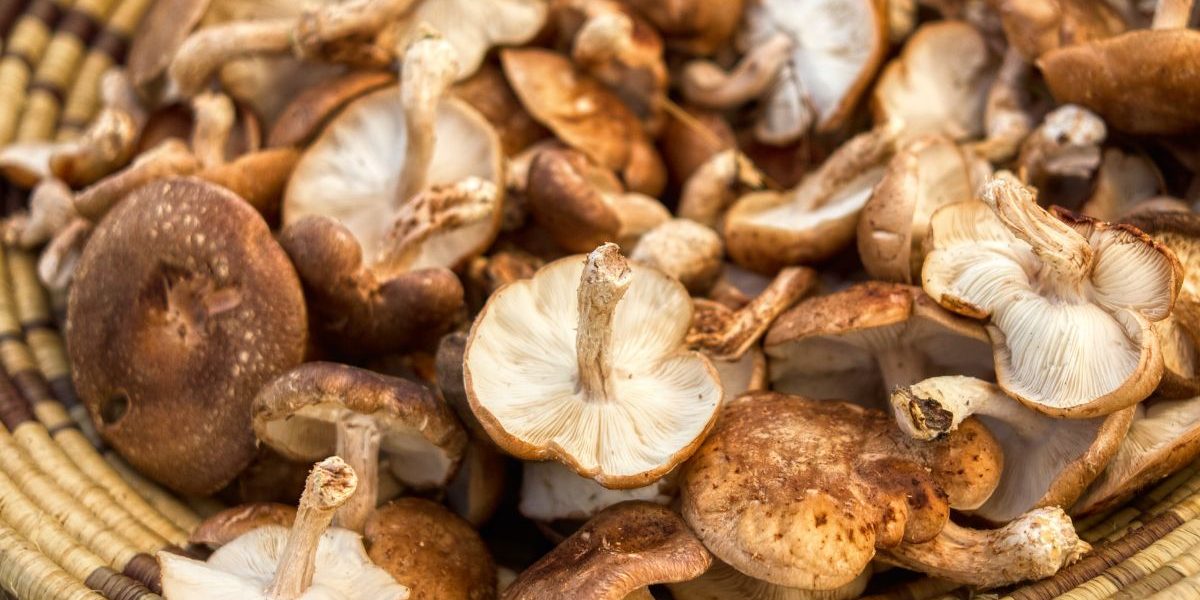 Découvrez comment conserver les champignons pour en profiter toute l'année