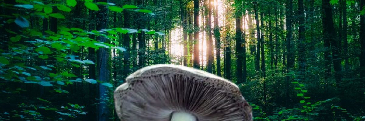 Voici l’Agaric Impudique, un champignon délicieux et surprenant !