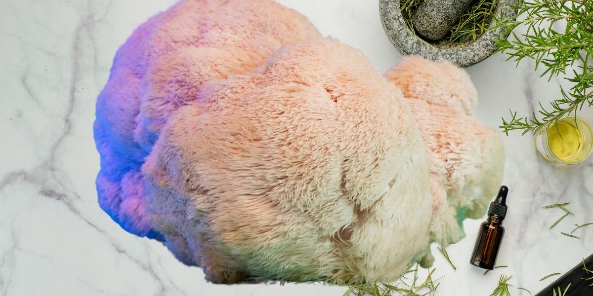 Les champignons médicinaux, arnaque ou réel coup de boost pour la santé ?