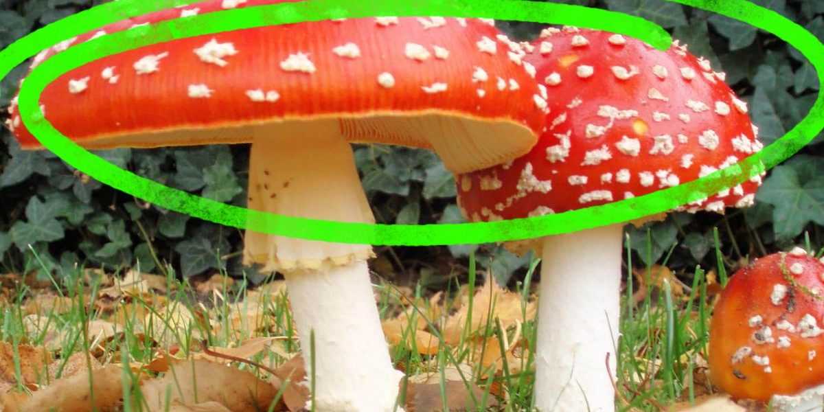 C'est quoi le sporophore du champignon ? À quoi ça sert ?