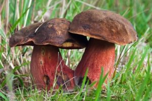 bolet rouge