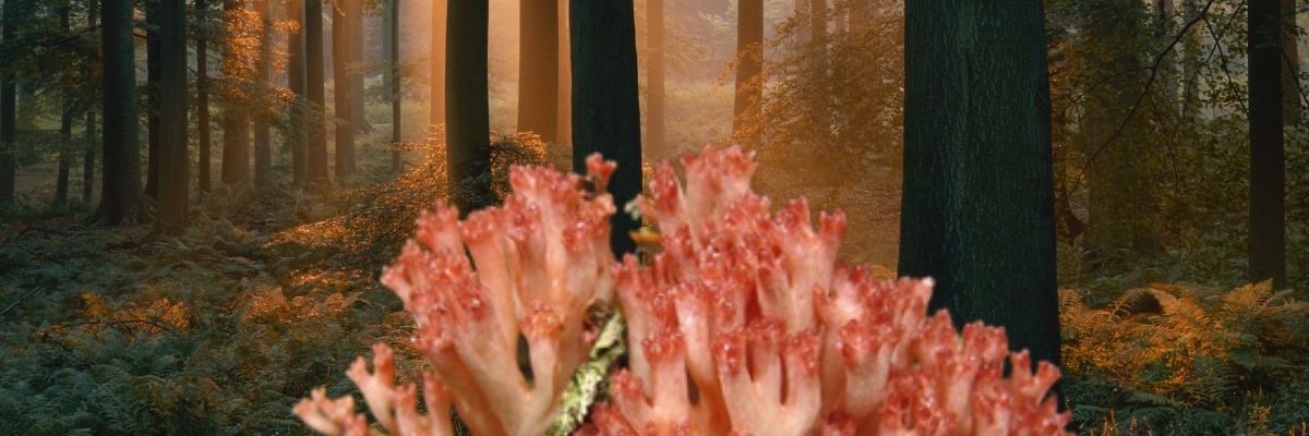 Clavaire chou-fleur : où trouver ce délicieux champignon méconnu ?