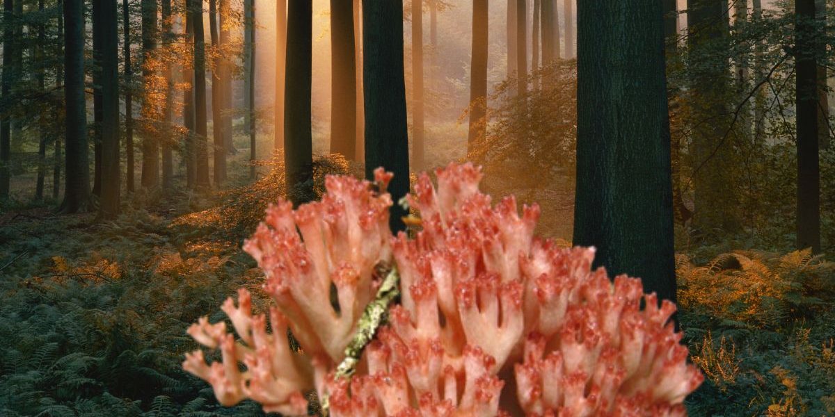 Clavaire chou-fleur : où trouver ce délicieux champignon méconnu ?