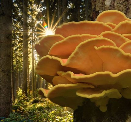 Où trouver des Polypores Soufrés et comment les reconnaitre ?