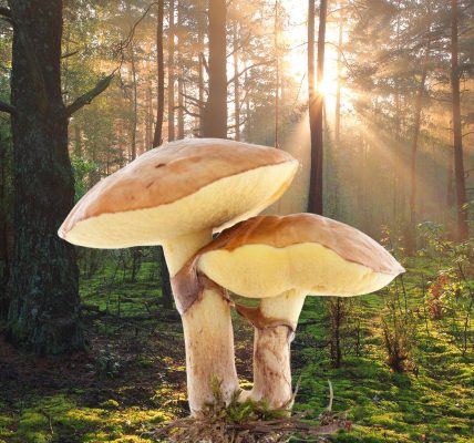 Comment trouver des Bolets jaunes et les différencier des autres bolets ?