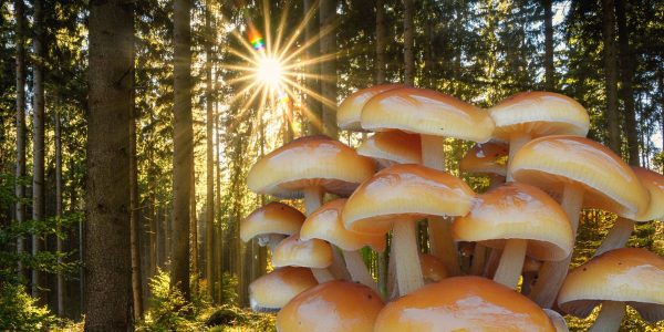 Un champignon délicieux à trouver en hiver : La Collybie à Pied Velouté