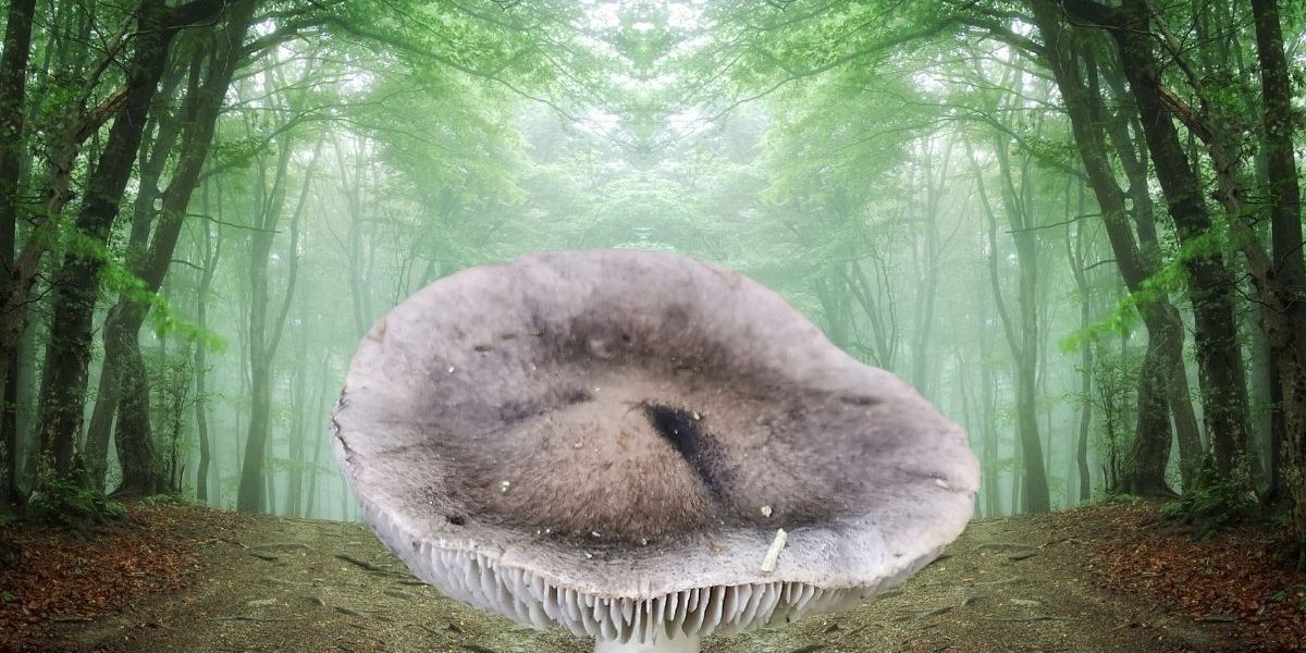 Découvrez le champignon Petit-Gris, le trésor caché des sous-bois