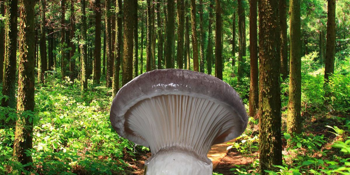 C'est quoi un Gomphide Glutineux et comment faire pour en trouver ?