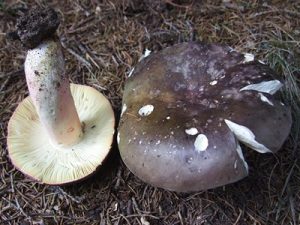 russule charbonniere