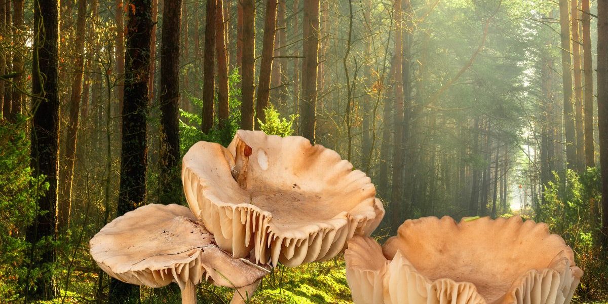Le fascinant Marasme des Oréades : Un champignon unique au cœur de la biodiversité