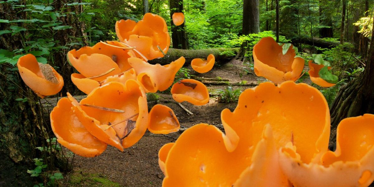 À la Découverte des Pézizes : Un Royaume Fongique Fascinant