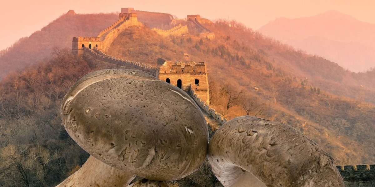 Liste des 10 champignons les plus consommés en Chine