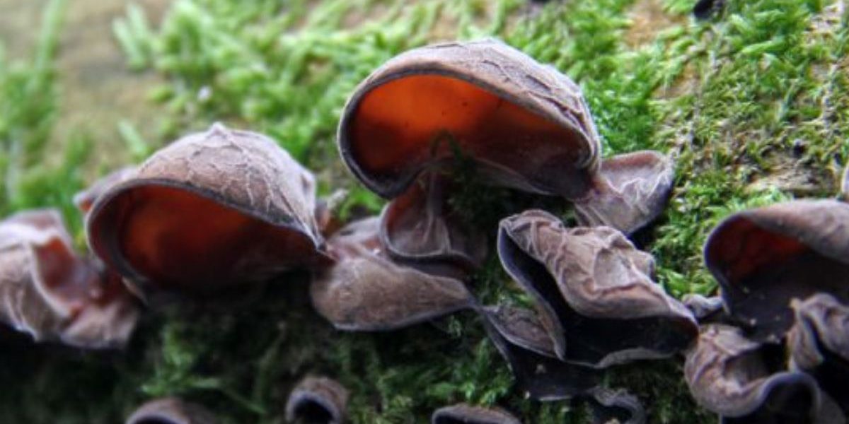 Découverte des Auriculaires : des champignons unique et savoureux